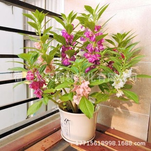 �P�ɻ��N���ذ�軨�P��ָ�׻��̨���Ի���ֲ��N���ļ��_����׼