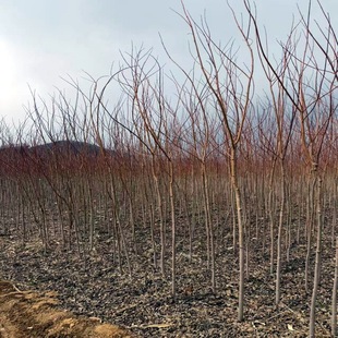Liaoning Northeast American Red Maple Saplings, Cold-Resistant Red Maple Trees, Clustered American Red Maple Garden Landscape Trees