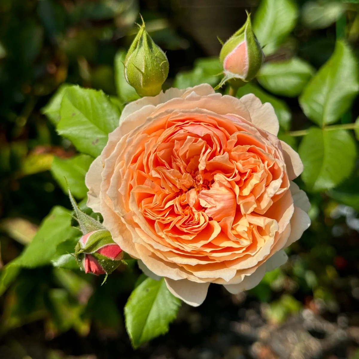 Zhenzhou【큰 꽃 강한 향기】Xiaomiao