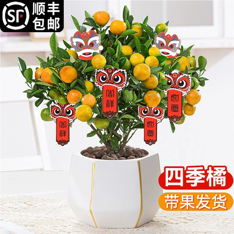 Дерево кумкват в горшке, в помещении, на балконе, в гостиной, круглый год, счастливый оранжевый горшок, легко выращивать зеленые растения и цветы, праздничные новогодние цветы