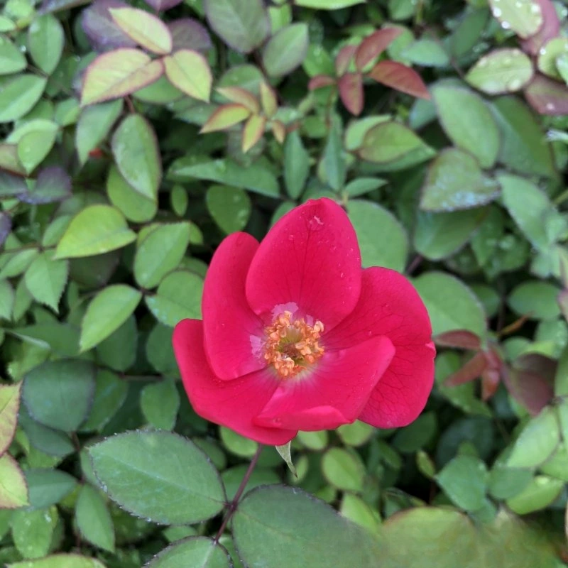 Цветочная Роза Рассада Открытые Сафлоровые растения Посадка цветов в парке