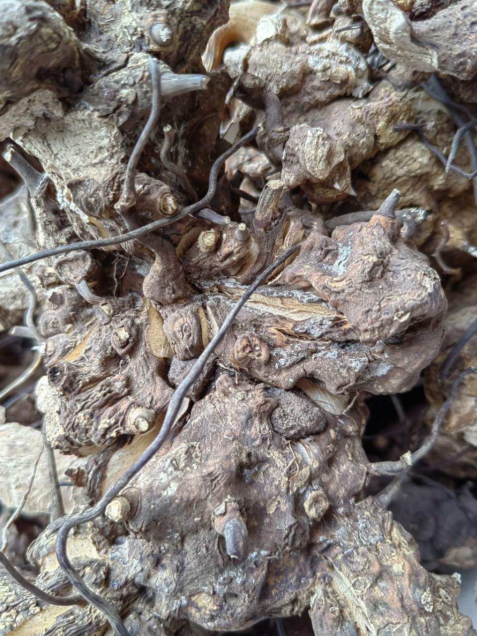 Wu Bi Jia Ge Root (Jie Yuan Gen) — Dried Food Herb for Wine & Tea Infusion in use