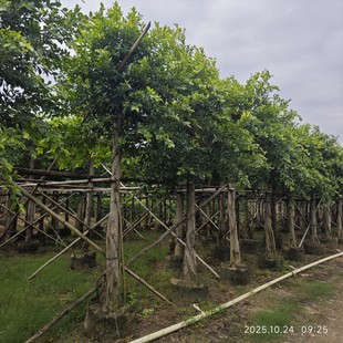 �������l ���~�� �S���� ���~�� С�~��  �Ř��Ҏ��@����ľ�r��