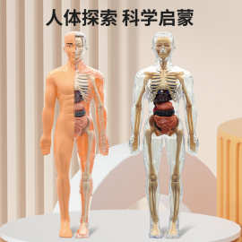 可拆卸拼装人体模型结构全身骨骼器官3d骨架医学解剖仿真儿童玩具