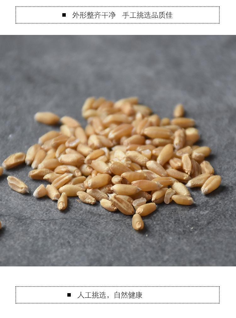Huai Wheat Grain 500g Huai Xiao Mai Triticum aestivum Dried Chinese Herb for Decoction and Culinary Use key features