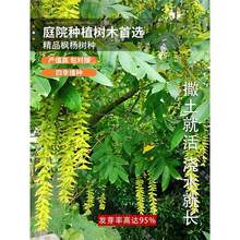 杨树种子 元宝树种子 新采树种 别名麻柳 蜈蚣柳 枫柳皮 杨树种子