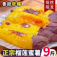 正宗真榴莲蜜薯9斤黄心红薯新鲜玛莎莉黄金番薯挖软糯山芋流蜜包