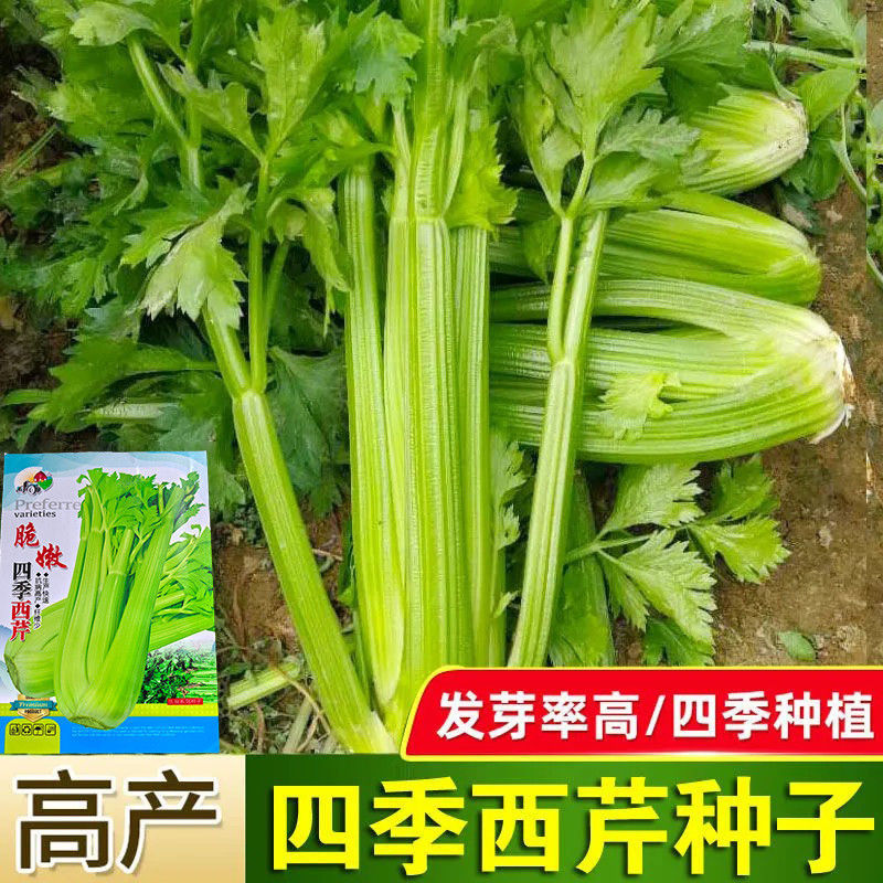 【四季西芹种子】春秋播肉厚脆鲍芹爽洋芹菜种子高产农家蔬菜种籽