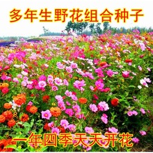四季易种波斯菊混色种子格桑花种子野花组合种子阳台盆栽花种子