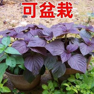 �pɫʳ�����K�N�Ӵ��~���K��β����̨�����߲��ļ������ﶬ���K