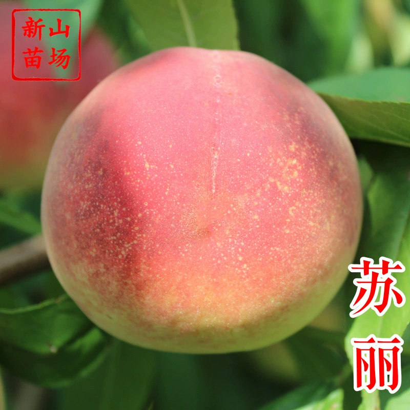 [Саженцы персика Сули] Июльское белое мясо, твердое, хрустящее и сладкое, красивый внешний вид, не мягкий, волосатый персик, висящий на дереве.