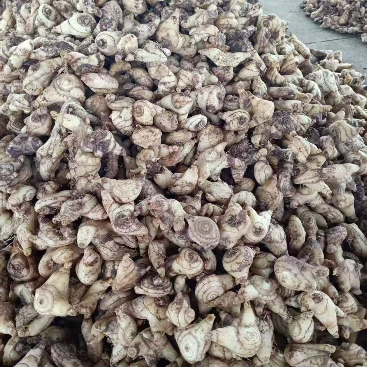 Bai Ji Powder 白芨粉 Dried Bletilla Rhizome Powder Yunnan Herbal Powder 500g quality and texture