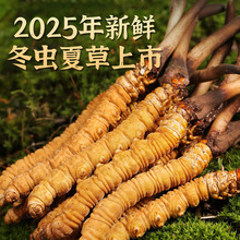 2025���r���x�Ĳ��^����؛�ؼ�Ұ����؛�ߺ��������������Nֲ