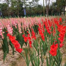 mNͥԺѶ޸Nͺ׻ֲﻨ