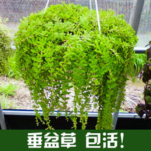 垂盆草盆栽植物驱蚊草佛甲草垂吊绿植桌面阳台花卉四季好养