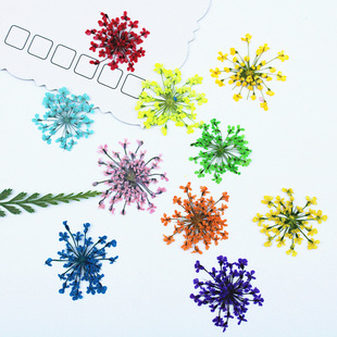 Lace Flower Snow Bead Flower Embossed Handmade Dried Flower Wholesale Specimen Drop Glue Mobile Phone Case Photo Frame Manicure Photo Face Makeup
