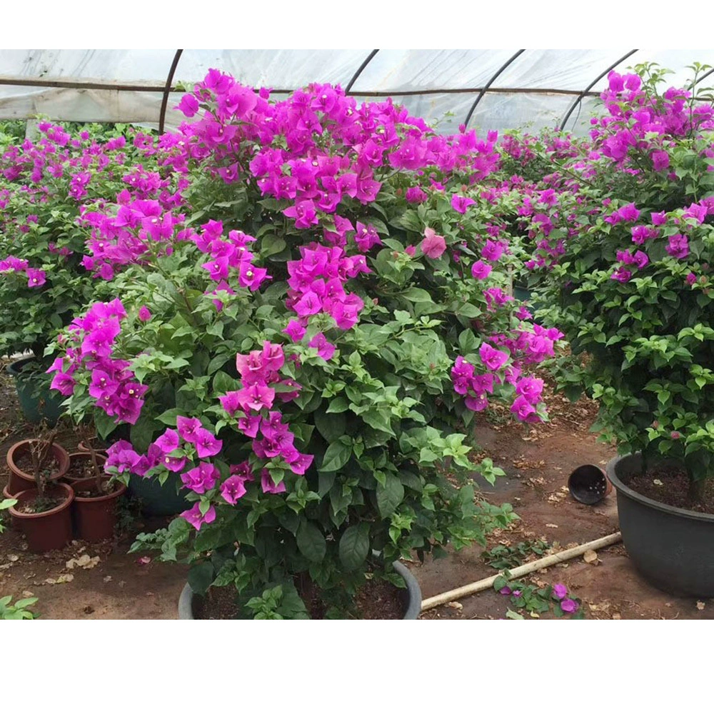 Хунань бугенвиллея бонсай красный фиолетовый бугенвиллея комнатные и уличные цветы зеленые растения бугенвиллея бонсай красочный