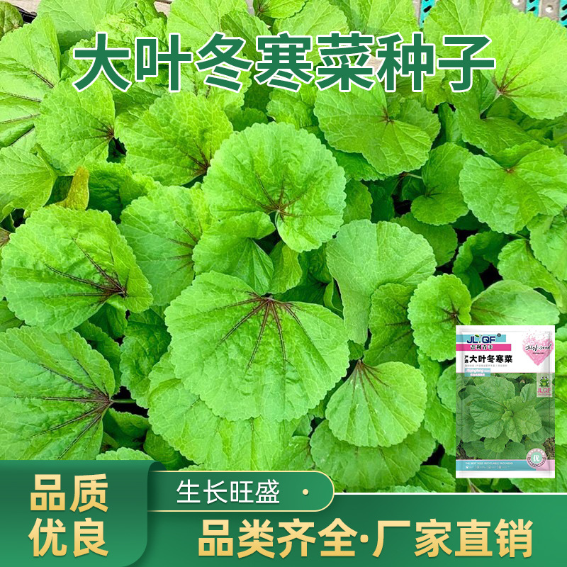 香嫩冬寒菜种子冬苋菜蔬菜种子四季易种庭院阳台盆栽冬寒菜