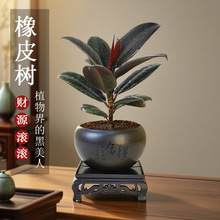 �ڽ�����Ƥ�����ԃ����՚��҃ȾGֲ�ļ�������Bֲ���k��������