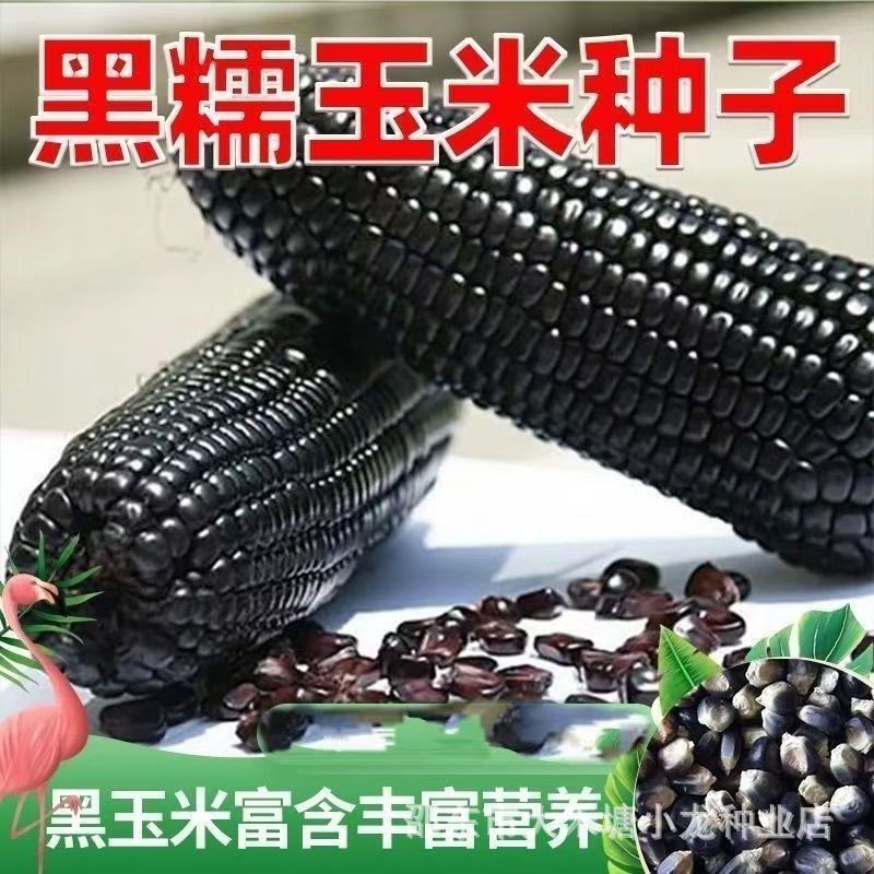 黑甜糯玉米水果玉米五彩甜糯玉米种子大全紫玉米种籽四季大田种植