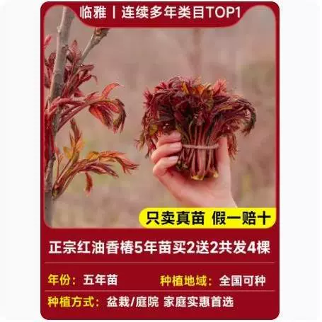 Tuona (Toona sinensis) красно-листная саженец, съедобные ароматные весенние почки — саженцы 1–12 лет, 40–110 см