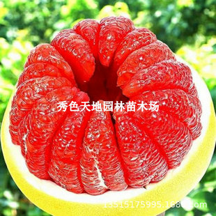 ���Ә��m�������ּ޽������t�����ֹ�����m�Ϸ������Nֲ����Y��