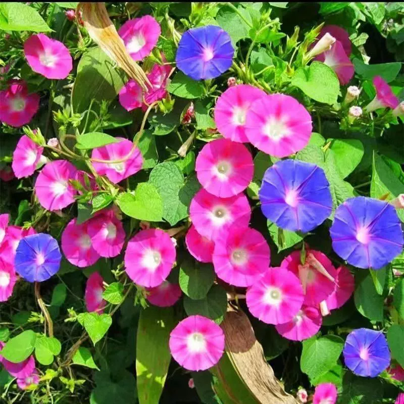 Семена Morning Glory для посадки на внутренних и наружных балконах и во дворе, легко выращиваемые зеленые растения в горшках и семена цветов.