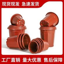 盆种植红色型基地处理角盆盆月季花E塑料育苗花盆