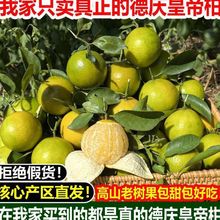 广东德庆皇帝柑新鲜贡柑水果包邮柑橘应季砂糖蜜桔橘子批发亚马逊