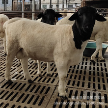 杜泊绵羊 适合放养的肉羊品种 杜泊绵羊头胎怀孕母羊价格