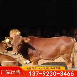 西门塔尔肉牛价格鲁西黄牛肉牛养殖场哪里种牛好西门塔尔肉牛犊