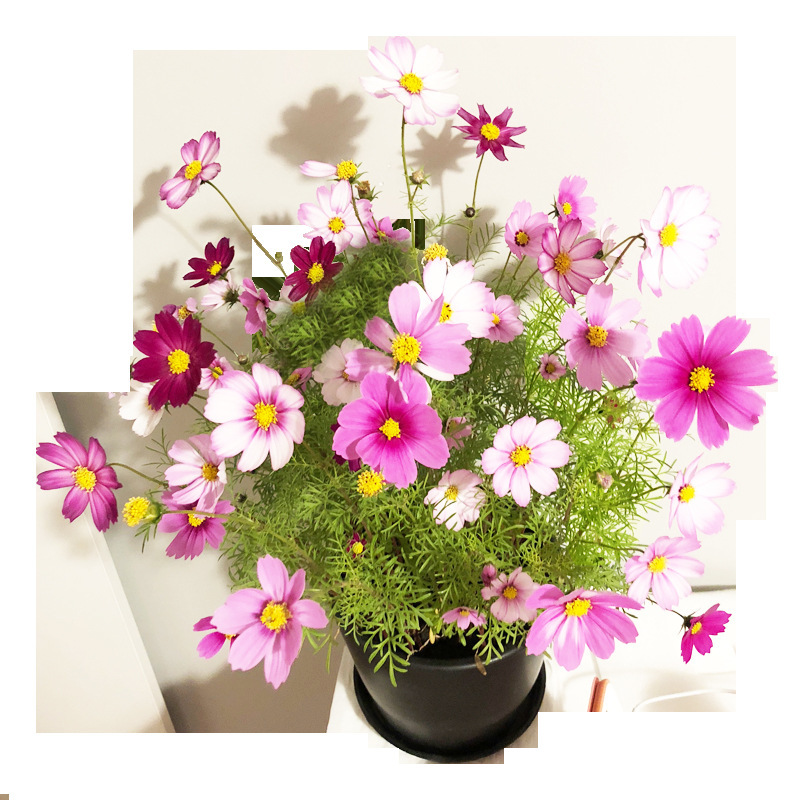 고품질 게상 꽃씨앗 200개 + 비료