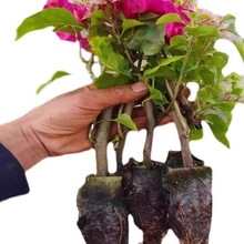 �ذ�����÷���Դ��玧���Ϙ��҃�������ֲ��t÷�����ļ��_�����B