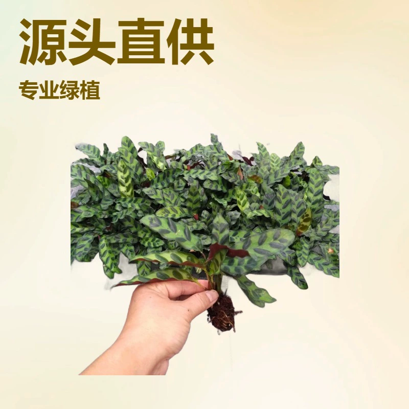 Производитель поставляет зеленые растения для офиса и дома, рассаду цветов на основе леопардового (кошачьего глаза) принта (эффект «кошачий глаз») для сада оптом.