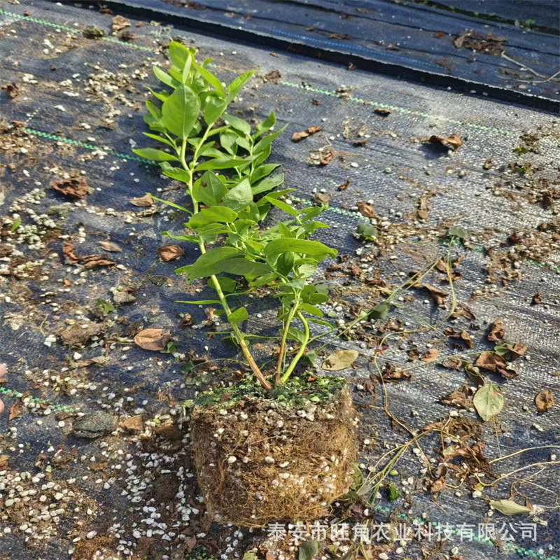 78e780c96abd300a4200a5deeaa927