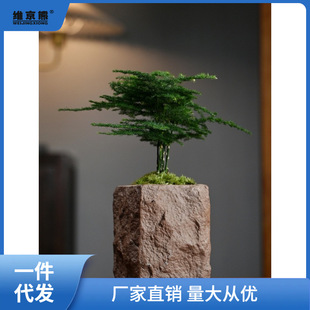 Asparagus Island Podocarpus Fingertip Miniature Potted Tabletop Foliage Plant Thumb Bonsai Mini Green Plant Xiaoxichen