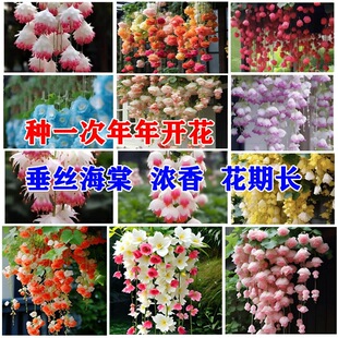 ���z���Ļ��N�����׻��ļ��N�_���N�_���҃�����ֲ�ﻨ������ֲ��