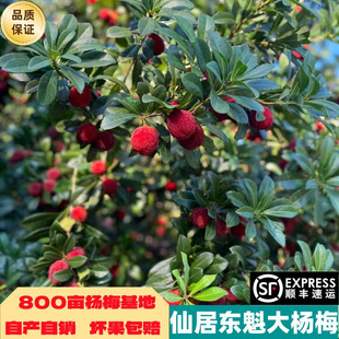 �㽭�ɾӖ|�����r��÷�r������ˮ���Fժ�F�l��S����w���YƷ