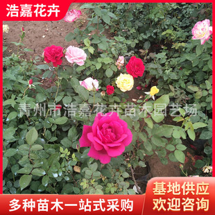 ���¼������ �������������¼� �S�A�¼��r�� �G��������
