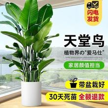 天堂鸟绿植大盆栽植物客厅懒人大型绿植室内新房除甲醛鹤望兰盆栽