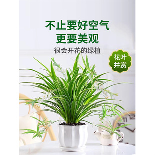 ��߅���m�����҃�ֲ�ﻨ���·����Ã����՚�������ȩˮ�ഹ���Gֲ
