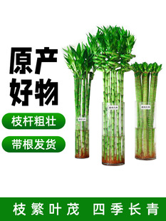 ���F���D�\��������ˮ���_�\ˮ�B���ӎ���ˮ��ֲ�ﻨ���҃ȾGֲ