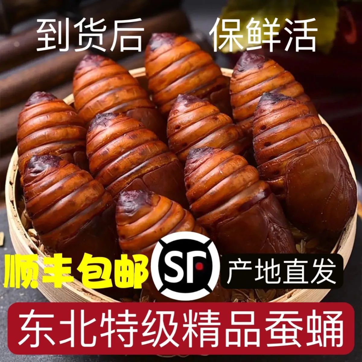 鲜活东北特级柞蚕蛹野生黄大个蚕蛹活蝉蛹 野生黑一整箱