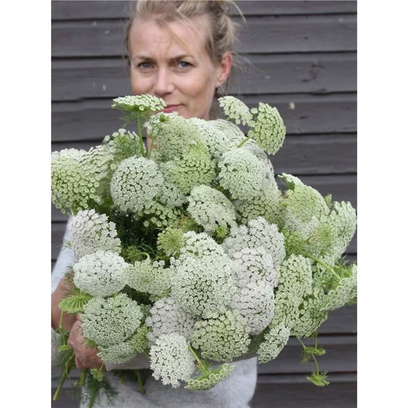 Большие семена амаранта Цветы срезанные кружевные цветы Белые снежные бусины Цветочные семена На открытом воздухе Четыре сезона Балкон Двор Семена в горшках Цветы