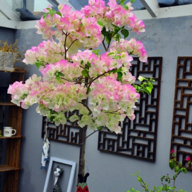 인터넷 연예인 핫모델(녹색잎)