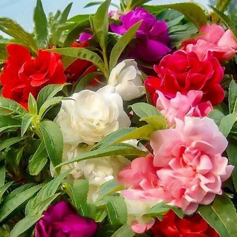 Double-Petaled Impatiens Seed Seedlings Henna Dyed Nail Grass Seeds Student Experiment Set Flower Seeds Easy to Live in All Seasons