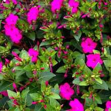 ������N���ļ����N�_��ҹ������׻��N�����̨ͥԺ�����֬����