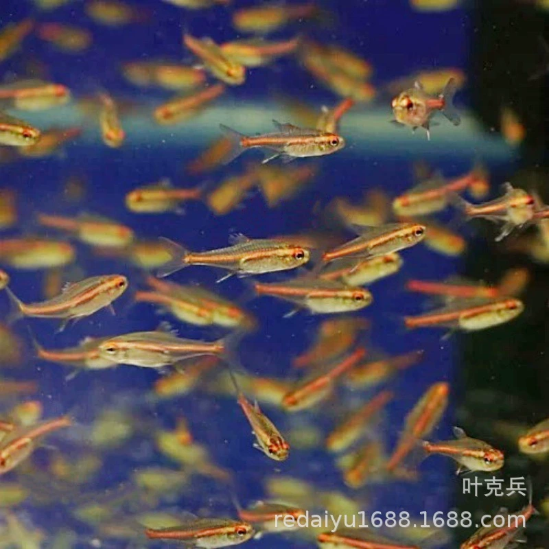 Шанхай оптовая продажа стеклянный неоновый свет красный свет трубка рыбная лампа живая рыба маленькая рыба тропические рыбы неоновый свет рыба