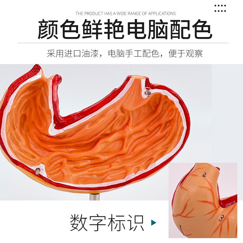 ��ѧ������������θ����ģ�� ��Ȼ��θģ�� θ���� θģ��θ����