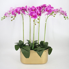 ���������m�������l�Fˇ��ɫ�廨���N�y���λ�Ͱ�Ҿ��Fˇ�������P